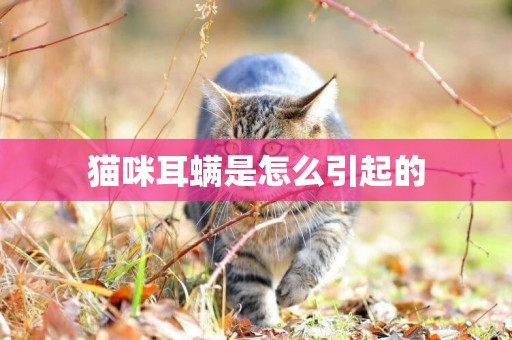 貓咪耳螨是怎么引起的