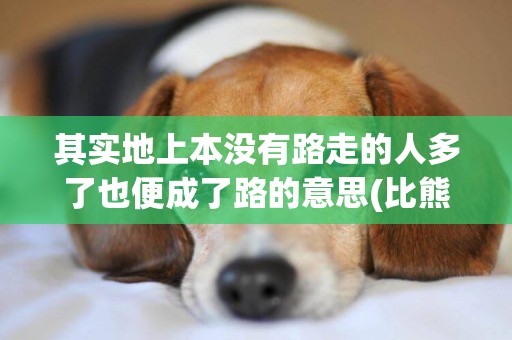 其實地上本沒有路走的人多了也便成了路的意思(比熊犬和泰迪哪個好) 