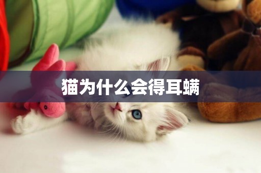 貓為什么會得耳螨