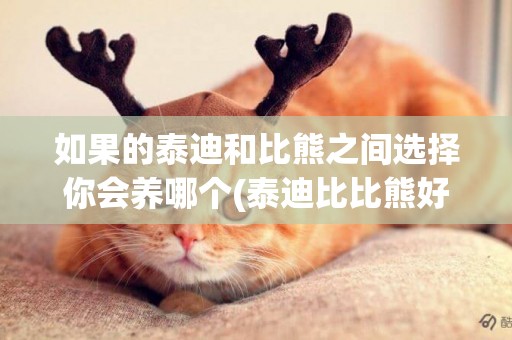 如果的泰迪和比熊之間選擇你會養哪個(泰迪比比熊好養些嗎) 