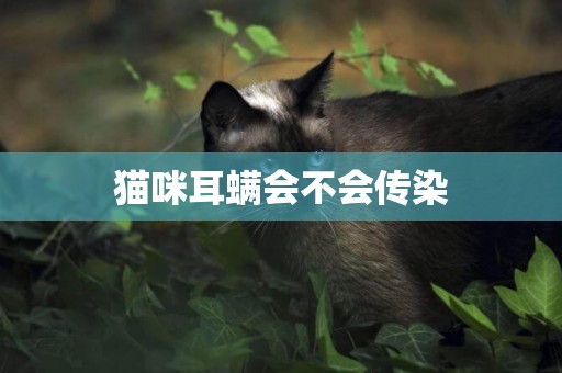 貓咪耳螨會不會傳染