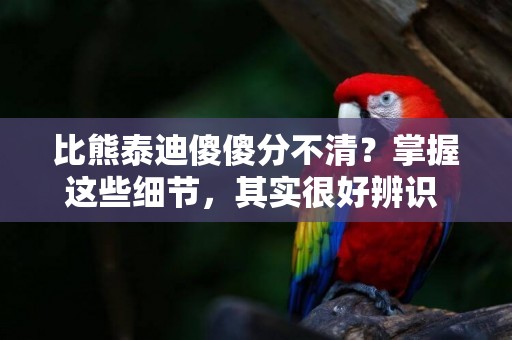 比熊泰迪傻傻分不清？掌握這些細節，其實很好辨識 