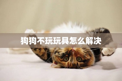 狗狗不玩玩具怎么解決
