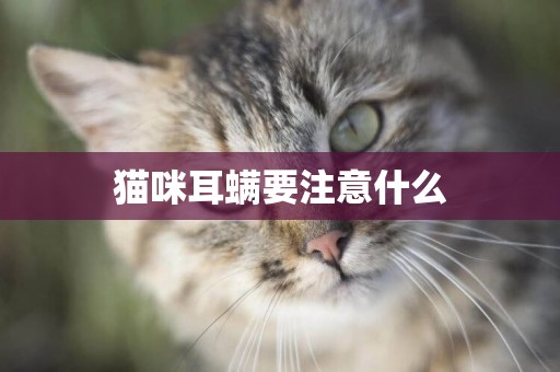 貓咪耳螨要注意什么