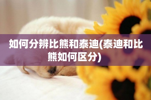 如何分辨比熊和泰迪(泰迪和比熊如何區分) 