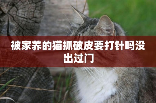 被家養的貓抓破皮要打針嗎沒出過門