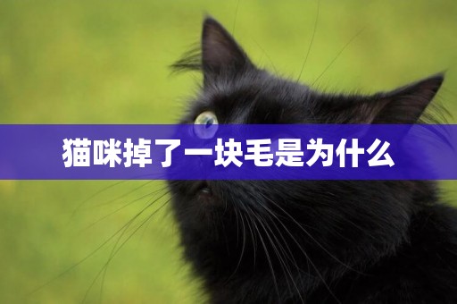 貓咪掉了一塊毛是為什么