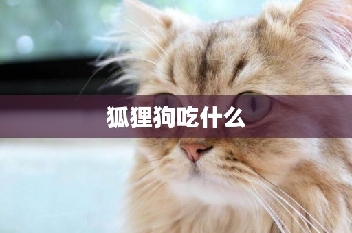 狐貍狗吃什么