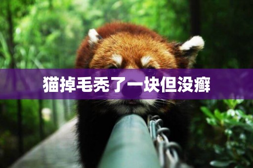 貓掉毛禿了一塊但沒癬