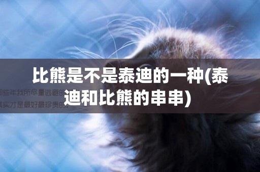 比熊是不是泰迪的一種(泰迪和比熊的串串) 