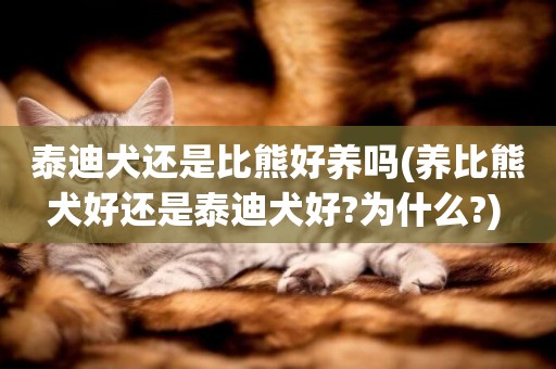 泰迪犬還是比熊好養嗎(養比熊犬好還是泰迪犬好?為什么?) 