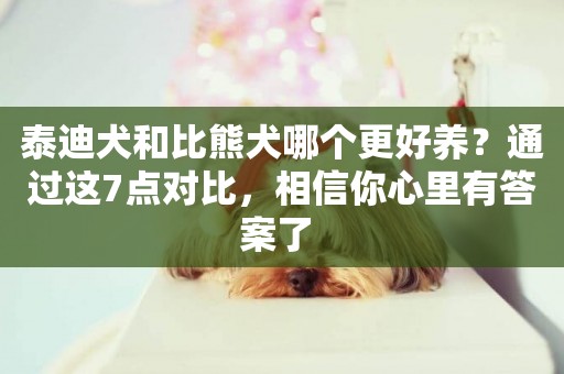 泰迪犬和比熊犬哪個更好養？通過這7點對比，相信你心里有答案了 
