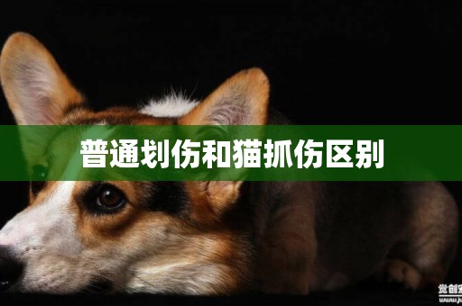 普通劃傷和貓抓傷區別