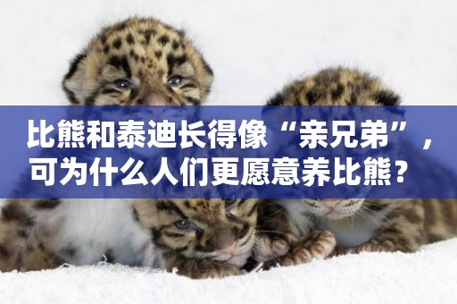 比熊和泰迪長得像“親兄弟”，可為什么人們更愿意養比熊？ 