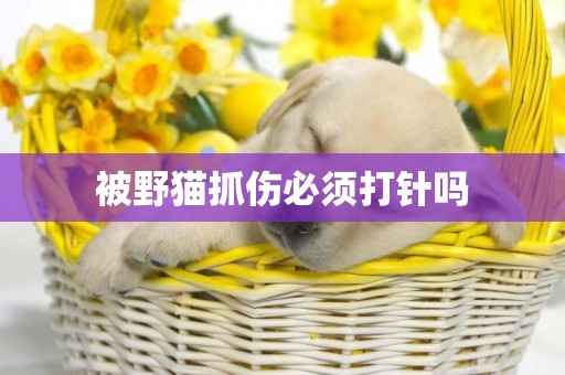 被野貓抓傷必須打針嗎