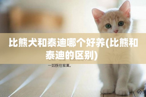 比熊犬和泰迪哪個好養(比熊和泰迪的區別) 