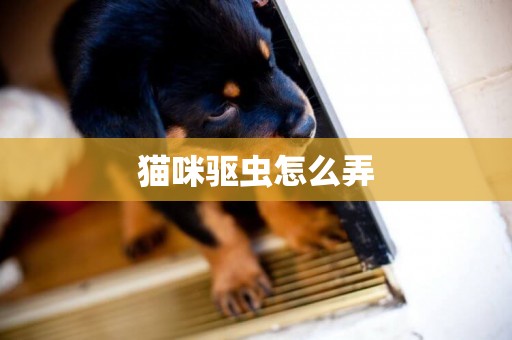 貓咪驅蟲怎么弄