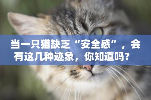 當一只貓缺乏“安全感”，會有這幾種跡象，你知道嗎？ 