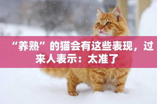 “養熟”的貓會有這些表現，過來人表示：太準了 