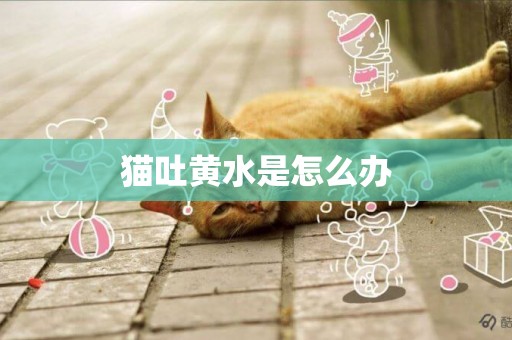 貓吐黃水是怎么辦