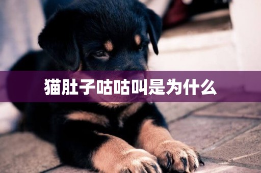 貓肚子咕咕叫是為什么