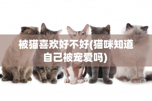 被貓喜歡好不好(貓咪知道自己被寵愛嗎) 