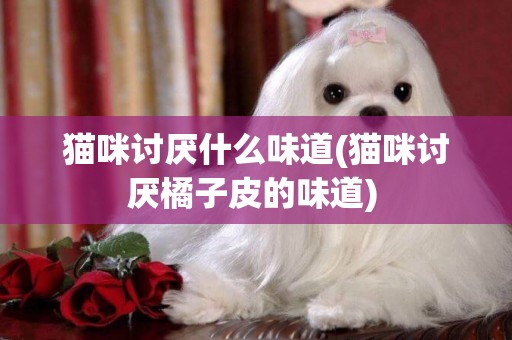 貓咪討厭什么味道(貓咪討厭橘子皮的味道) 