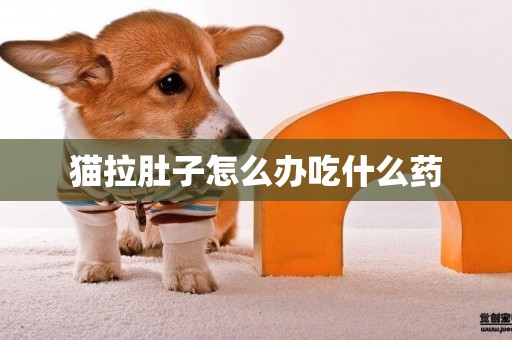 貓拉肚子怎么辦吃什么藥