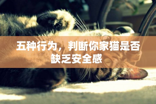 五種行為，判斷你家貓是否缺乏安全感 