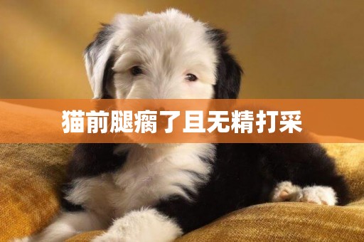 貓前腿瘸了且無精打采