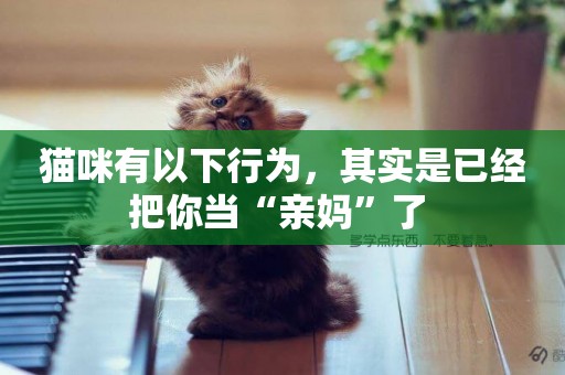 貓咪有以下行為，其實是已經把你當“親媽”了 