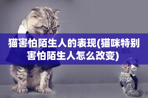 貓害怕陌生人的表現(貓咪特別害怕陌生人怎么改變) 