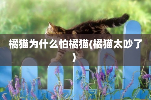 橘貓為什么怕橘貓(橘貓太吵了) 