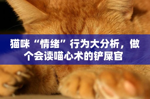 貓咪“情緒”行為大分析，做個會讀喵心術的鏟屎官 