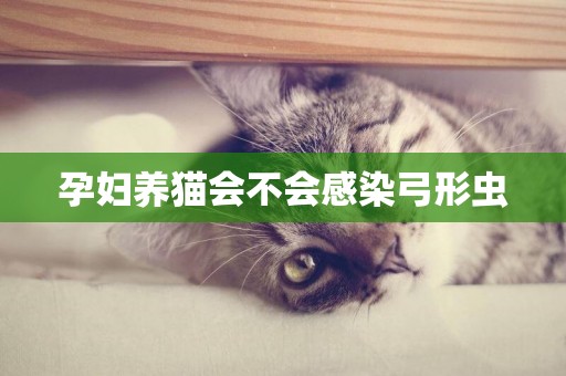 孕婦養貓會不會感染弓形蟲