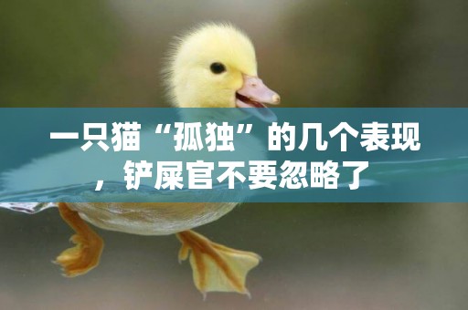 一只貓“孤獨”的幾個表現，鏟屎官不要忽略了 
