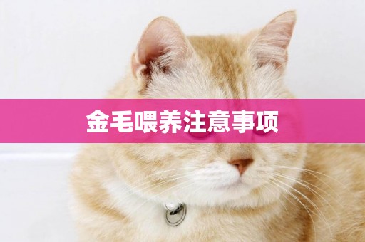 金毛喂養注意事項