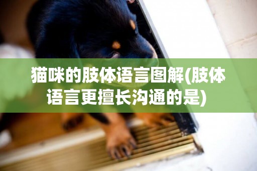 貓咪的肢體語言圖解(肢體語言更擅長溝通的是) 