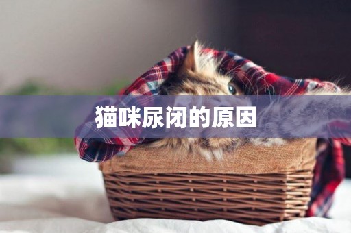 貓咪尿閉的原因