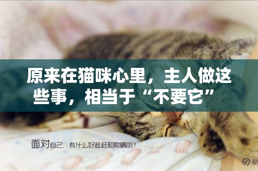 原來在貓咪心里，主人做這些事，相當于“不要它” 