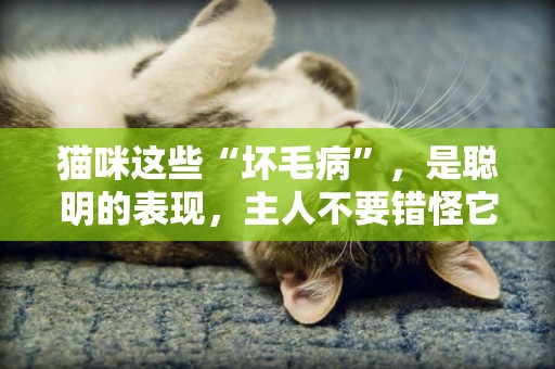 貓咪這些“壞毛病”，是聰明的表現，主人不要錯怪它了 