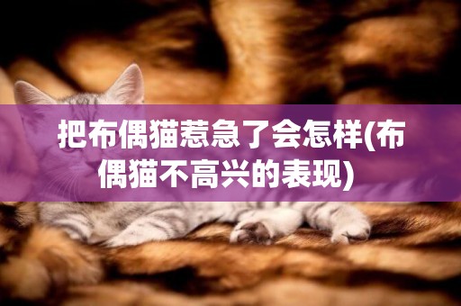 把布偶貓惹急了會怎樣(布偶貓不高興的表現) 