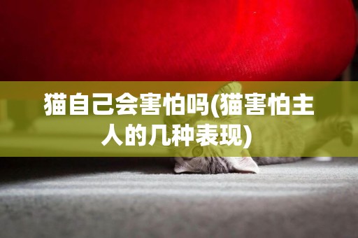 貓自己會害怕嗎(貓害怕主人的幾種表現) 
