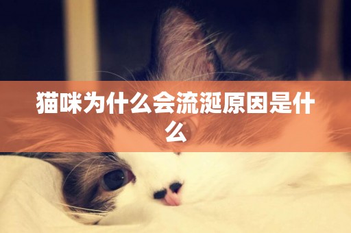 貓咪為什么會流涎原因是什么