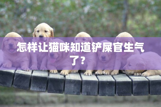怎樣讓貓咪知道鏟屎官生氣了？ 