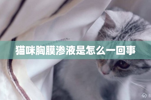 貓咪胸膜滲液是怎么一回事