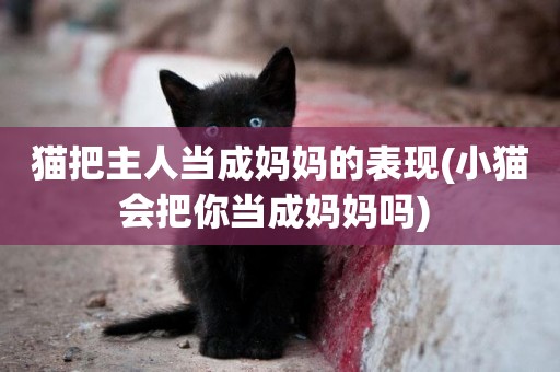 貓把主人當成媽媽的表現(小貓會把你當成媽媽嗎) 