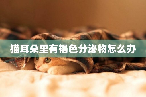 貓耳朵里有褐色分泌物怎么辦