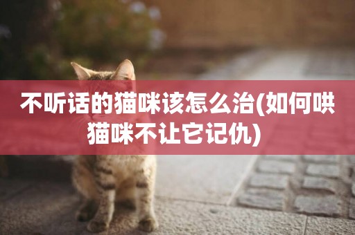 不聽話的貓咪該怎么治(如何哄貓咪不讓它記仇) 