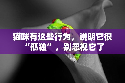 貓咪有這些行為，說明它很“孤獨”，別忽視它了 